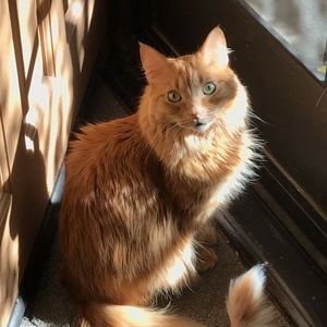 Meet your Posher, Betsy